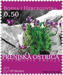 Oxytropis prenja