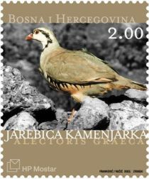 Rock Partridge (Alectoris graeca)