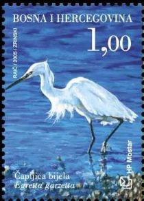 Little Egret (Egretta garzetta)