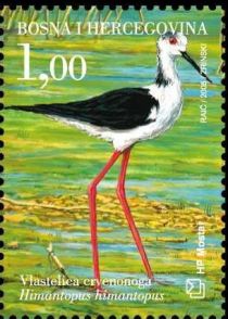 Black-winged Stilt (Himantopus himantopus)