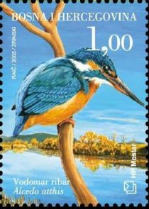 Common Kingfisher (Alcedo atthis)