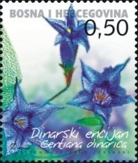 Gentiana dinarica