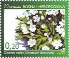 Cerastium dinaricum