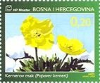 Poppy (Papaver kerneri)