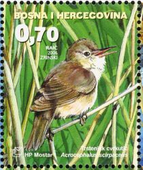 Eurasian Reed Warbler (Acrocephalus scirpaceus)