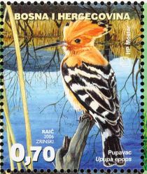 Eurasian Hoopoe (Upupa epops)