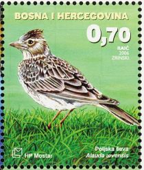 Eurasian Skylark (Alauda arvensis)