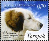 Tornjak (Canis lupus familiaris)