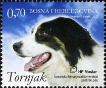 Tornjak (Canis lupus familiaris)