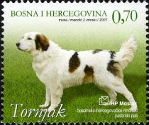 Tornjak (Canis lupus familiaris)