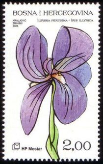 Iris illyrica