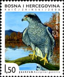 Northern Goshawk (Accipiter gentillis)