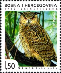 Eurasian Eagle-Owl (Bubo bubo)