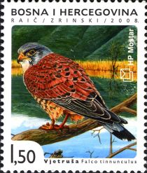 Common Kestrel (Falco tinnunculus)