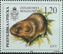 Balkan Snow Vole (Dinaromys bogdanovi)