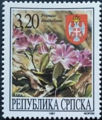 Primula Kitaibeliana