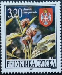 Knautia sarajevensis