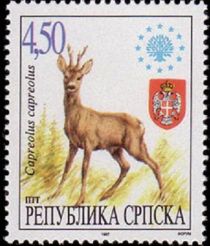 Western Roe Deer (Capreolus capreolus)