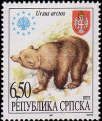 Brown Bear (Ursus arctos)