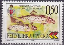 Brown Trout (Salmo trutta morpha fario)