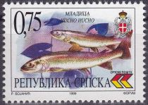 Danube Salmon (Hucho hucho)