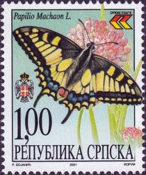 Swallowtail (Papilio machaon)