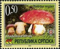 Boletus regius