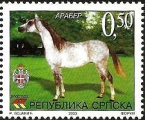 Arabian Horse (Equus ferus caballus)