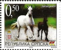 Lipizzaner (Equus ferus caballus)