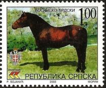 Bosnian Mountain Horse (Equus ferus caballus)