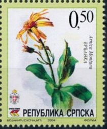 Arnica montana