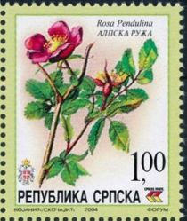 Rosa pendulina