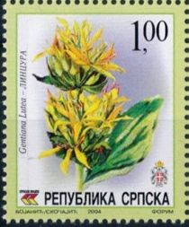 Gentiana lutea