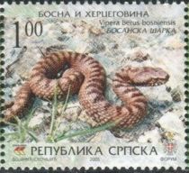 Bosnian Northern Viper (Vipera berus bosniensis)