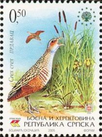 Corn Crake (Crex crex)