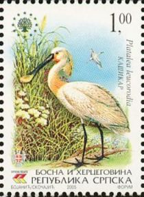 Eurasian Spoonbill (Platalea leucorodia)