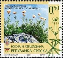 Asperula hercegovina