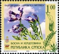 Oxytropis prenja