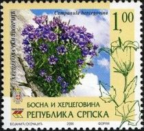 Campanula hercegovina