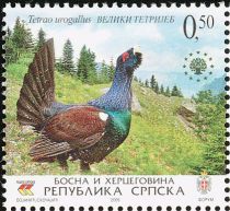 Western Capercaillie (Tetrao urogallus)