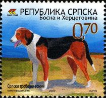 Serbian Tricolor Hound (Canis lupus familiaris)