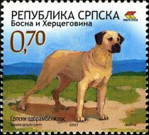 Serbian Setter (Canis lupus familiaris)