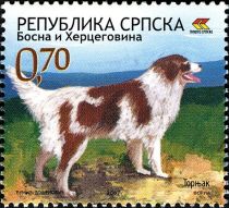 Tornjak sheep dog (Canis lupus familiaris)