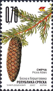 European spruce (Picea abies)