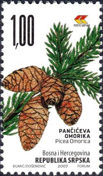 Serbian (Pancic) spruce (Picea omrica)