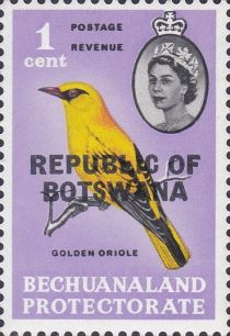 African Golden Oriole (Oriolus auratus)