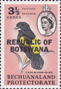 Cape Widow-Bird (Euplectes capensis)