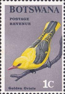 African Golden Oriole (Oriolus auratus)