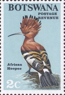 African Hoopoe (Upupa epops africana)