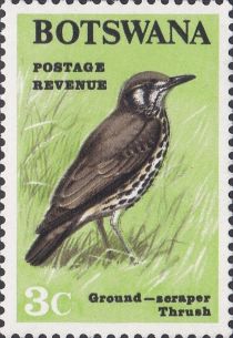 Groundscraper Thrush (Psophocichla litsitsirupa)